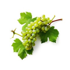 Display of grapevine in green, dense with leaves, isolated on white background