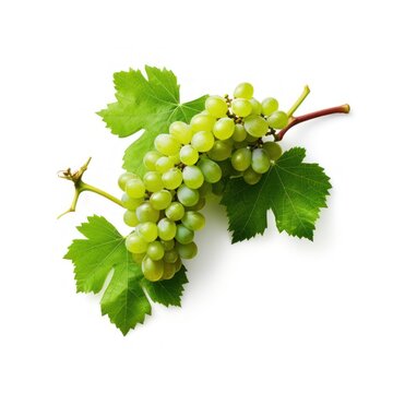 Display of grapevine in green, dense with leaves, isolated on white background