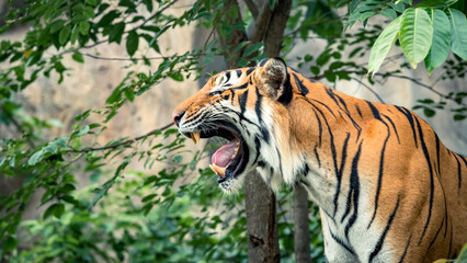 Wildlife Close Encounter Intense Gaze of Roar and Yawn Tiger in Natural Habitat