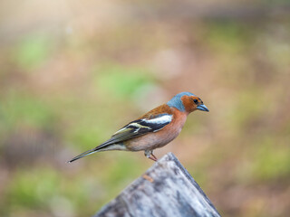 Common chaffinch, Fringilla coelebs, sits on a tree. Common chaffinch in wildlife.