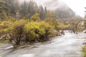 a river running through a forest at Arrow Bamboo lake on a foggy day in Jiuzhaigou National Park, China