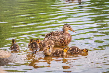 A family of ducks, a duck and its little ducklings are swimming in the water. The duck takes care of its newborn ducklings. Mallard, lat. Anas platyrhynchos
