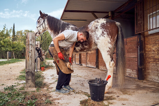 Farrier boy changing horseshoe in the stable