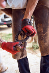 Farrier boy changing horseshoe in the stable