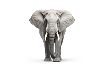 Fototapeta premium elephant isolated on white background in studio shoot