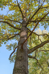 Photo of oak from below. Autumn sunny day.