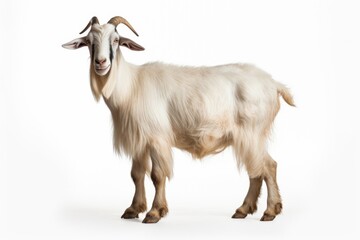 white goat isolated on white background in studio shoot