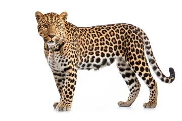 Zelfklevend Fotobehang Luipaard a leopard isolated on white background in studio shoot