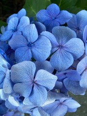 BLUE FLOWER-FLOWER-PLANT