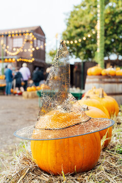 Hat of a witch on the first pumpkin in the row standing on the straw bales. Thanksgiving and Halloween holiday decorations on agriculture farm. Pumpkin picking and harvest. Autumn fall festive mood
