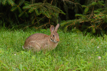 Eastern Cottontail Hare in the grass foraging.