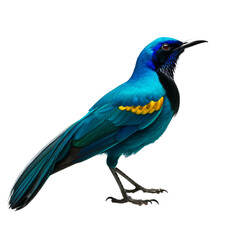 Blue Bird of Paradise bird isolated on transparent background. Concept of wildlife.