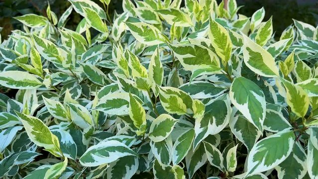 Euonymus Fortunei Emerald Gaiety with green and white leaves natural background Cornus leaf brilliant