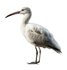 Fototapeta premium Ibisbill bird isolated on transparent background. Concept of wildlife.