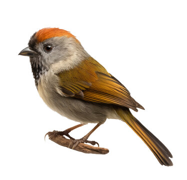 Maui Parrotbill bird isolated on transparent background. Concept of wildlife.