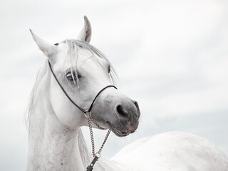 white amazing arabian stallion against cloudy  sky background. close up