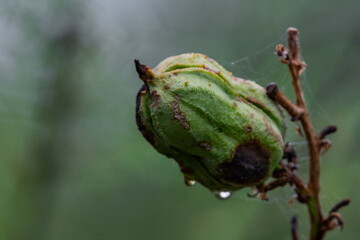 close up yucca seed pod