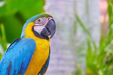 Portrait of beautiful Blue and yellow macaw (Ara ararauna) on blurred natural background in the zoo, close up shot with copy space