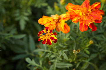 Red and yellow Marigold flowers with black beetle