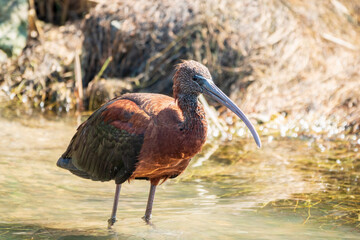 The glossy ibis, latin name Plegadis falcinellus, searching for food in the shallow lagoon.