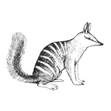 Vector hand-drawn illustration of numbat isolated on white. A black and white biological sketch of an Australian animal in the style of an engraving.