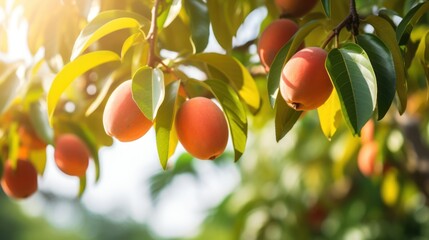 Vibrant ripe mango fruits on a branch and sunny green leaves. Outdoor nature background.