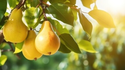 Vibrant ripe pears on tree branch symbolize growth, freshness, and healthy eating. Outdoor sunny day background with copy space.