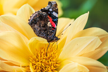 Indian red admiral butterfly, Vanessa vulcania, collects nectar on a yellow flower closeup.