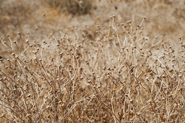 Dry plants with a blurred backdrop as a background.