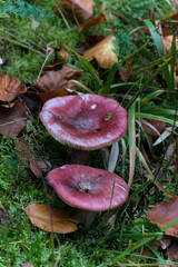 Violet mushroom on green grass, Russule de Quélet (Russula queletii)