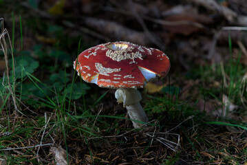 Amanite tue-mouches (Amanita muscaria) or Fausse oronge, red cap and white spots, in the forest.