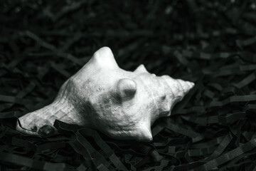 seashell on black background
