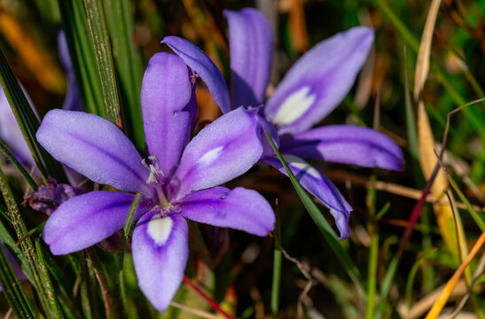Pretty dwarf perennial. A close up of a Babiana, also known as a Bobbejaantjie (Babiana ambigua) whose corms are favoured by baboons (hence the latter name little baboon) and porcupines.