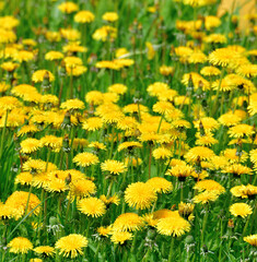 Several beautiful yellow dandelions on nature