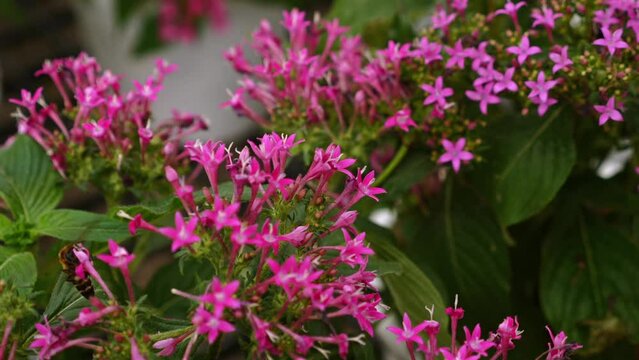 Insect pollination, honey bee collecting pollen, pink pentas lanceolata flowers, fresh floral environment, closeup, outdoors.
