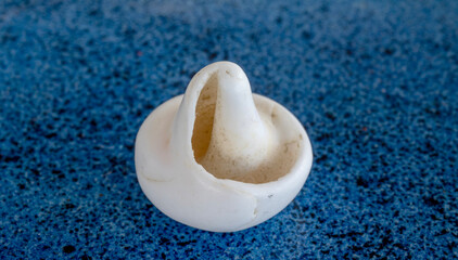 seashell macro photo. close up single object detail photograph.