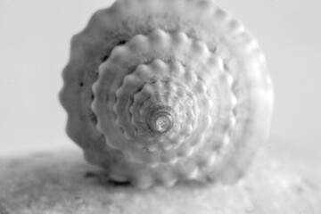 seashell macro photo. close up single object detail photograph.