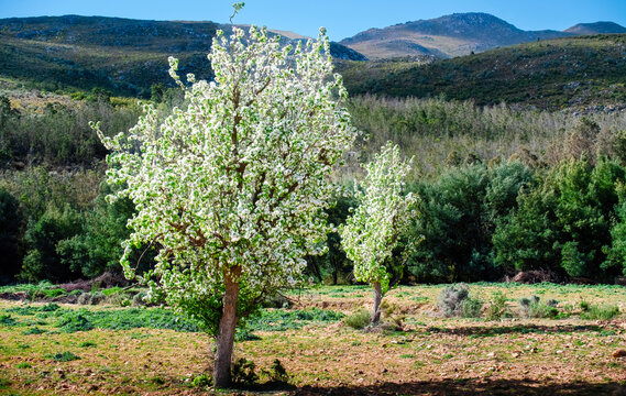 Wild pear trees below the Kouga mountains. A pair of wild pear trees (Dombeya rotundifolia) brighten up an otherwise bland winter landscape in the De Hoop valley beneath the Kouga mountains, W. Cape.