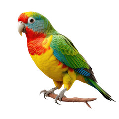 a Fig Parrot side view, in an isolated and transparent PNG in a Nature-themed, photorealistic illustration. Generative ai