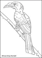 Hand drawing Sketch of a African Grey Hornbill, outline Vector Bird Coloring page.