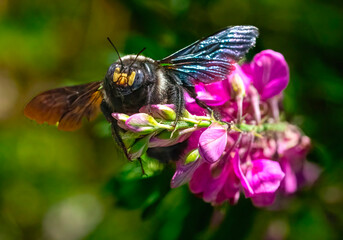 Nectar collector. A female carpenter bee (Xylocopa caffra) alights on a butterfly bush to collect...