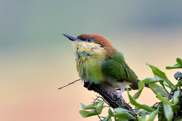 The chestnut-headed bee-eater  on a tree branch