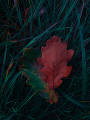 Kolorowe liście na trawie, dąb, jesień