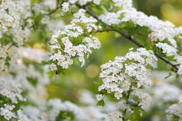 Single hawthorn - Crataegus monogyna - flowers with soft boke