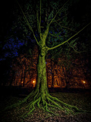 Drzewo z wielkim korzeniem w parku - obrazy, fototapety, plakaty