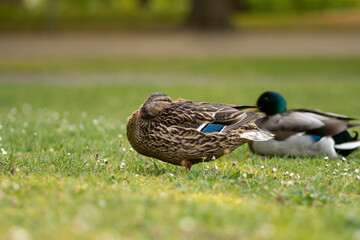 A duck sits in a meadow and rests