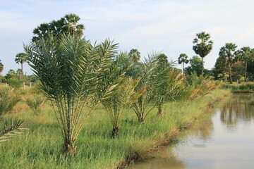 Obraz premium trees in the desert