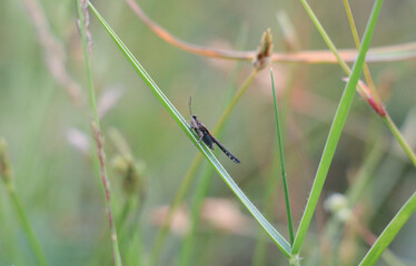 dragonfly on a grass