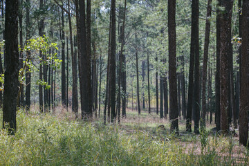 forest in the morning