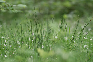 Wild chives (Allium schoenoprasum) are herbaceous perennial plants